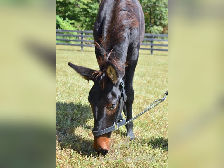 Maultier Wallach 2 Jahre 132 cm Rotbrauner in Pendleton, ky