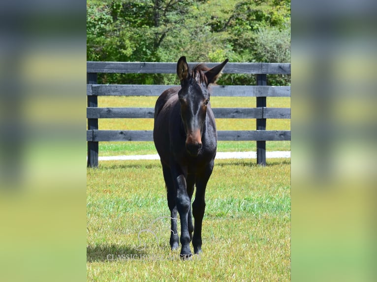 Maultier Wallach 2 Jahre 132 cm Rotbrauner in Pendleton, ky