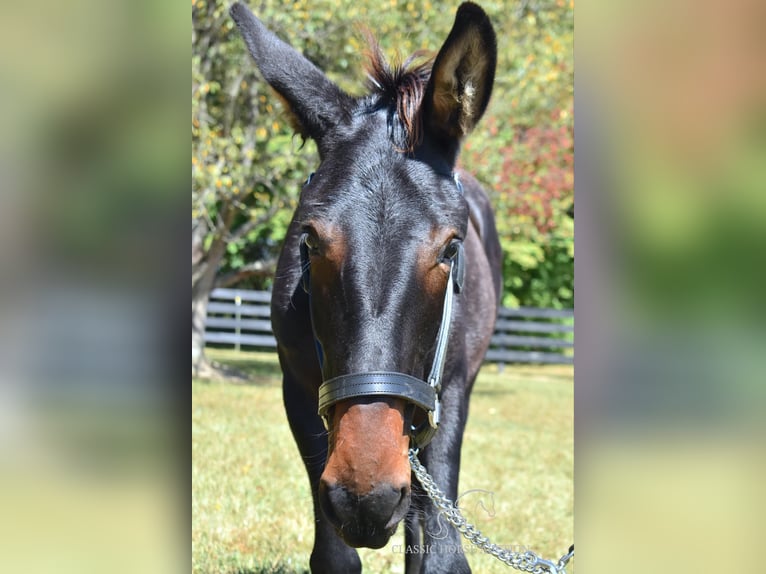 Maultier Wallach 2 Jahre 132 cm in Pendleton, ky