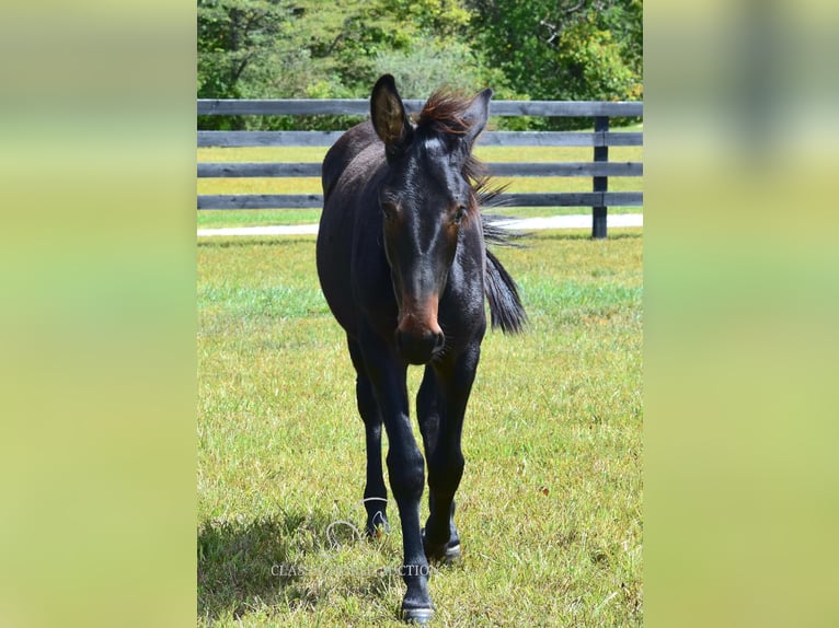 Maultier Wallach 2 Jahre 132 cm in Pendleton, ky