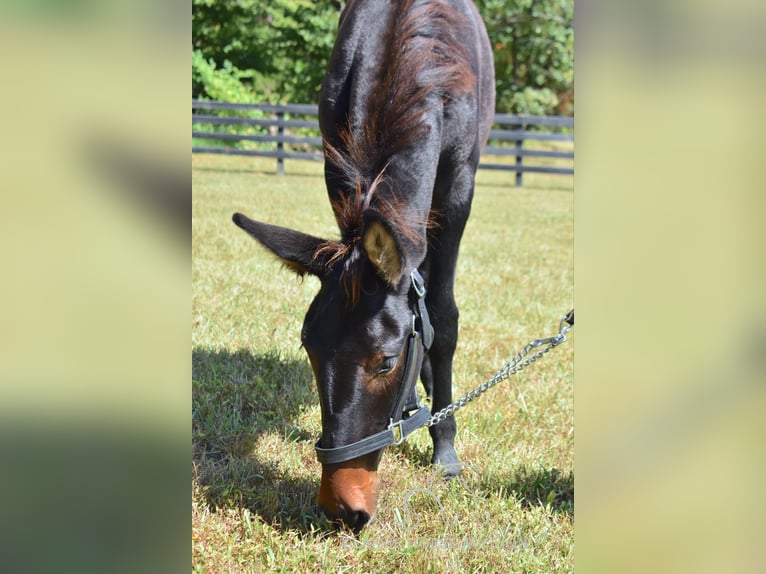 Maultier Wallach 2 Jahre 132 cm in Pendleton, ky