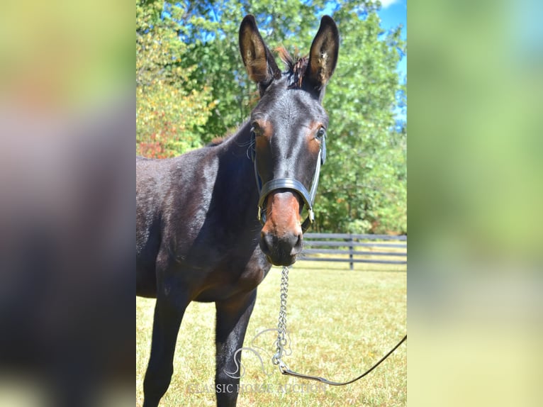 Maultier Wallach 2 Jahre 132 cm in Pendleton, ky