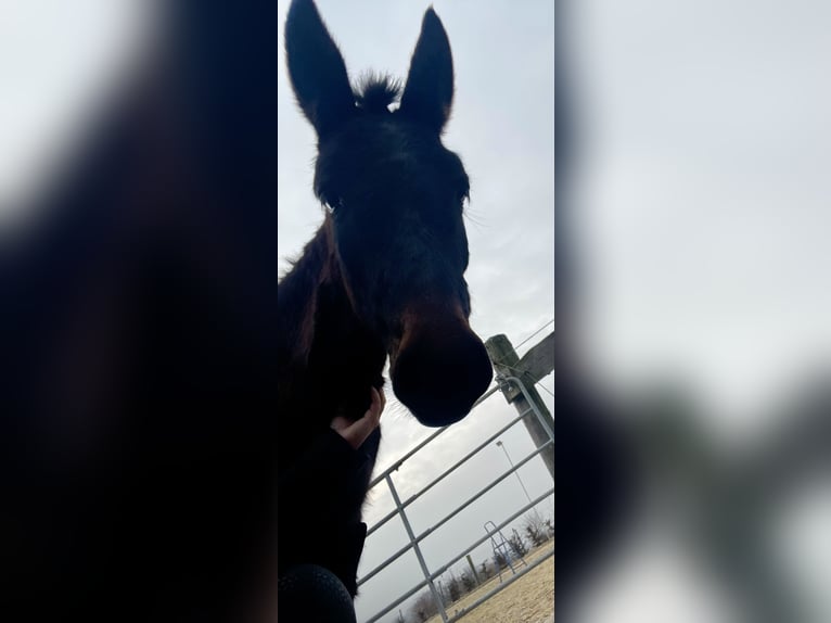 Maultier Wallach 3 Jahre 130 cm in Emmersdorf