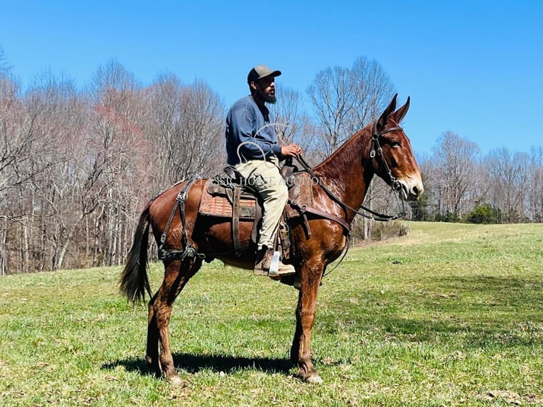 Maultier Wallach 3 Jahre 152 cm in Tompkinsville, KY