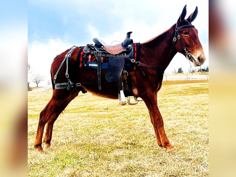 Maultier Wallach 3 Jahre 152 cm in Tompkinsville, KY