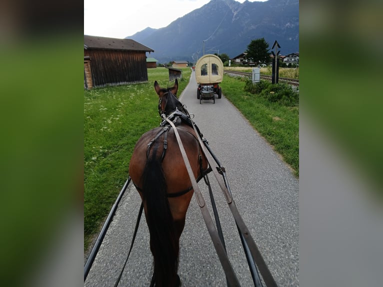Maultier Wallach 4 Jahre 156 cm Brauner in Garmisch-Partenkirchen