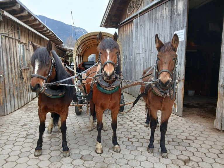 Maultier Wallach 4 Jahre 156 cm Brauner in Garmisch-Partenkirchen