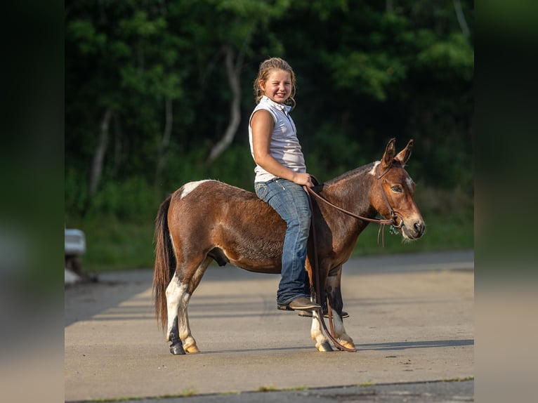 Maultier Wallach 4 Jahre 91 cm Schecke in Ewing