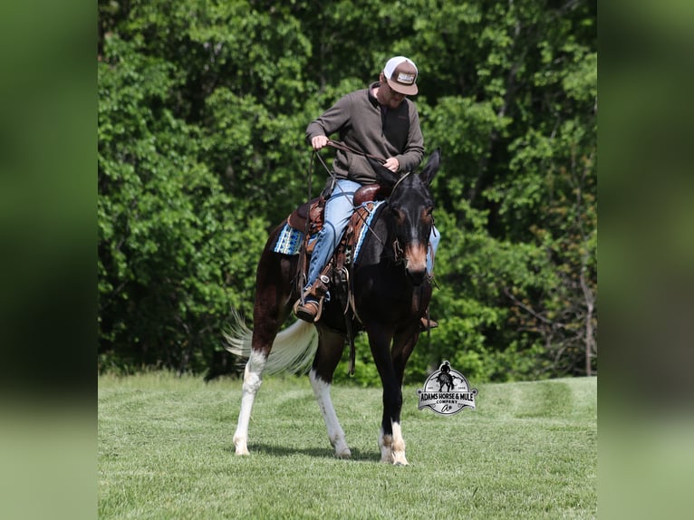 Maultier Wallach 4 Jahre Rotbrauner in Mount Vernon, KY