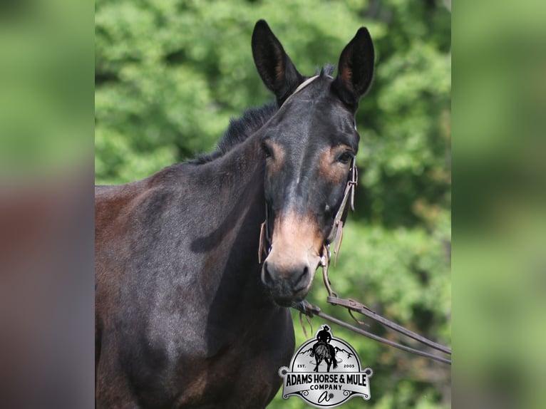 Maultier Wallach 4 Jahre Rotbrauner in Mount Vernon, KY