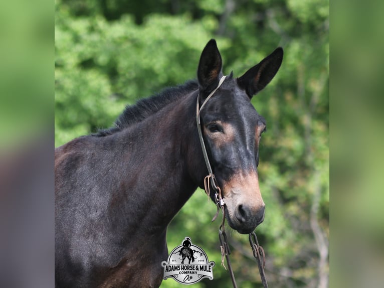 Maultier Wallach 4 Jahre Rotbrauner in Mount Vernon, KY