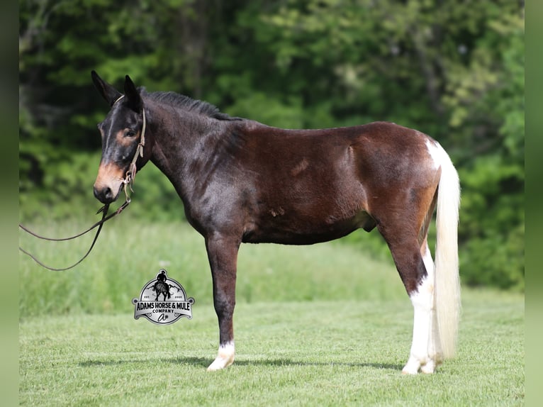 Maultier Wallach 4 Jahre Rotbrauner in Mount Vernon, KY
