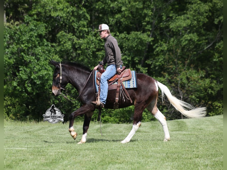 Maultier Wallach 4 Jahre Rotbrauner in Mount Vernon, KY