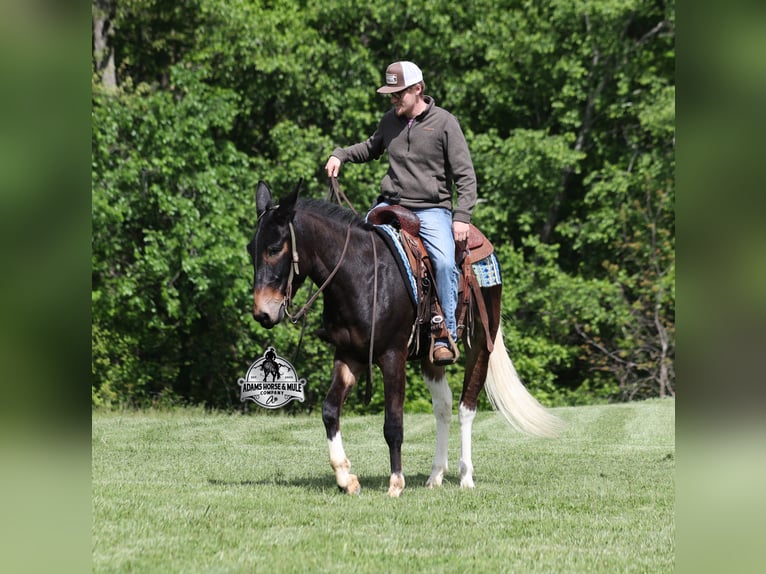 Maultier Wallach 4 Jahre Rotbrauner in Mount Vernon, KY