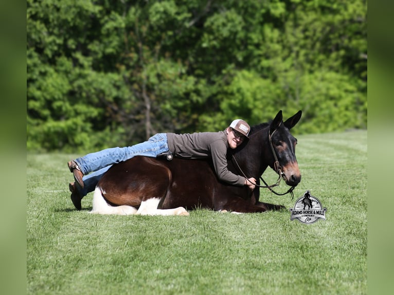 Maultier Wallach 4 Jahre Rotbrauner in Mount Vernon, KY