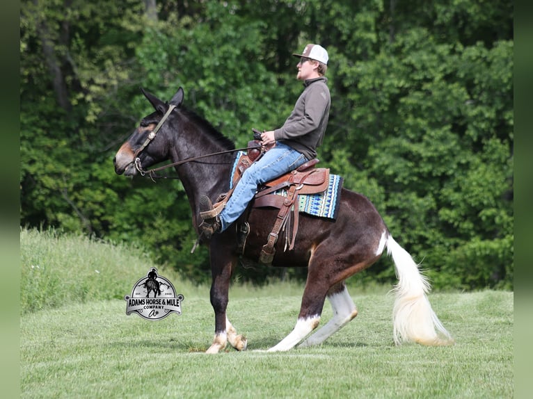 Maultier Wallach 4 Jahre Rotbrauner in Mount Vernon, KY