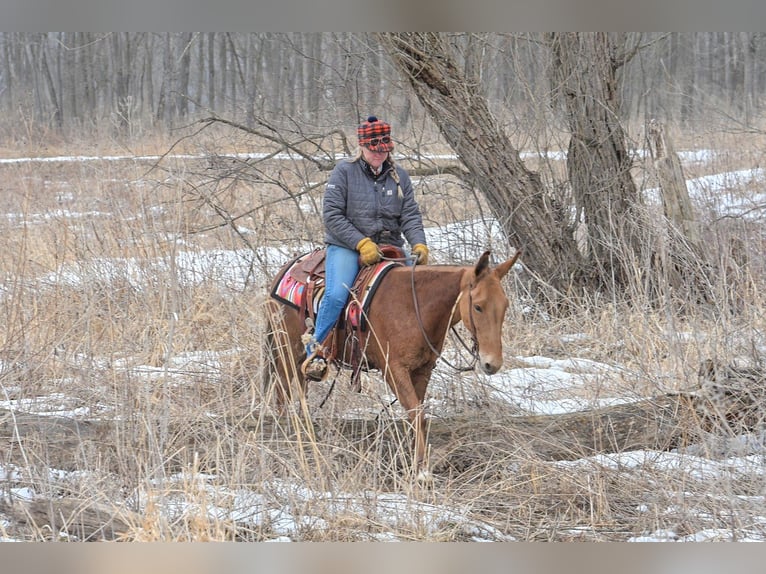 Maultier Wallach 5 Jahre 142 cm Rotfuchs in Hastings