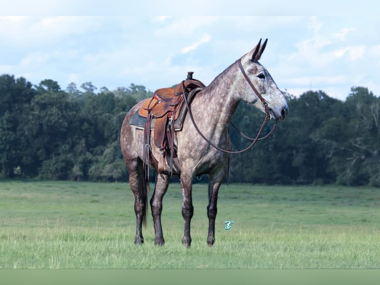 Maultier Wallach 5 Jahre 155 cm Schimmel in Huntsville, TX