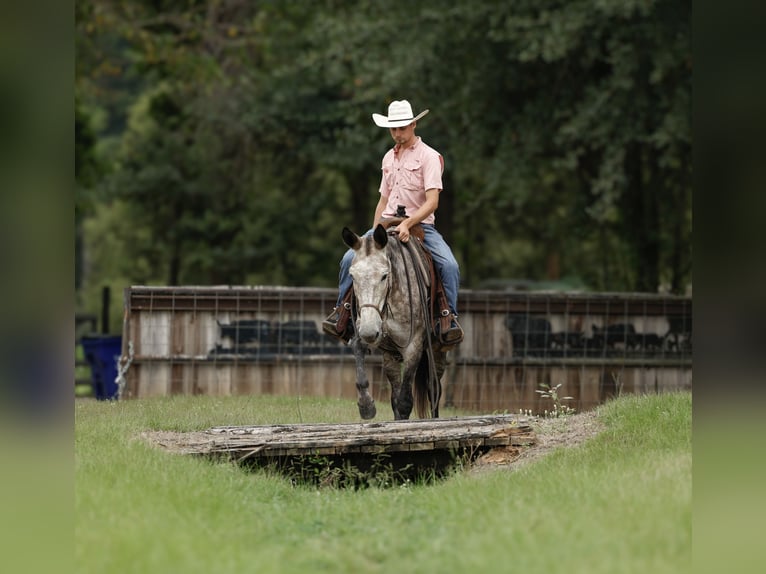 Maultier Wallach 5 Jahre 155 cm Schimmel in Huntsville, TX