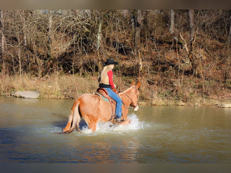 Maultier Wallach 5 Jahre Palomino in flemmingsburg Ky