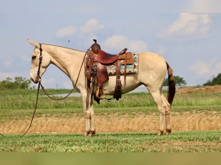 Maultier Wallach 6 Jahre 147 cm Champagne in Brooksville, Ky