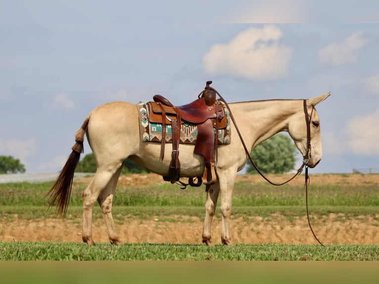 Maultier Wallach 6 Jahre 147 cm Champagne in Brooksville, Ky