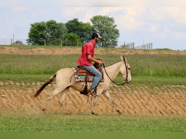 Maultier Wallach 6 Jahre 147 cm Champagne in Brooksville, Ky