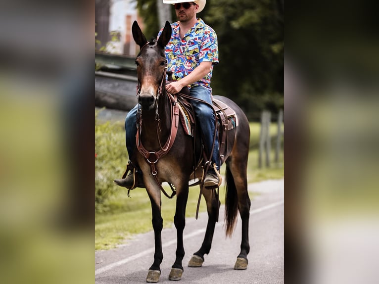 Maultier Wallach 6 Jahre 152 cm in Santa Fe TN