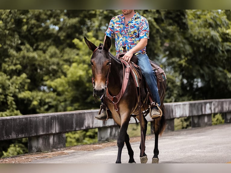 Maultier Wallach 6 Jahre 152 cm in Santa Fe TN