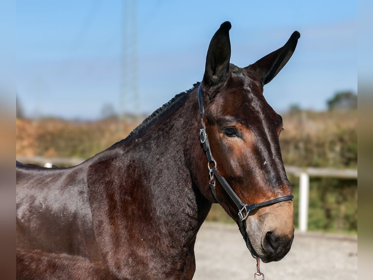 Maultier Wallach 6 Jahre 163 cm Dunkelbrauner in Neustadt (Wied)