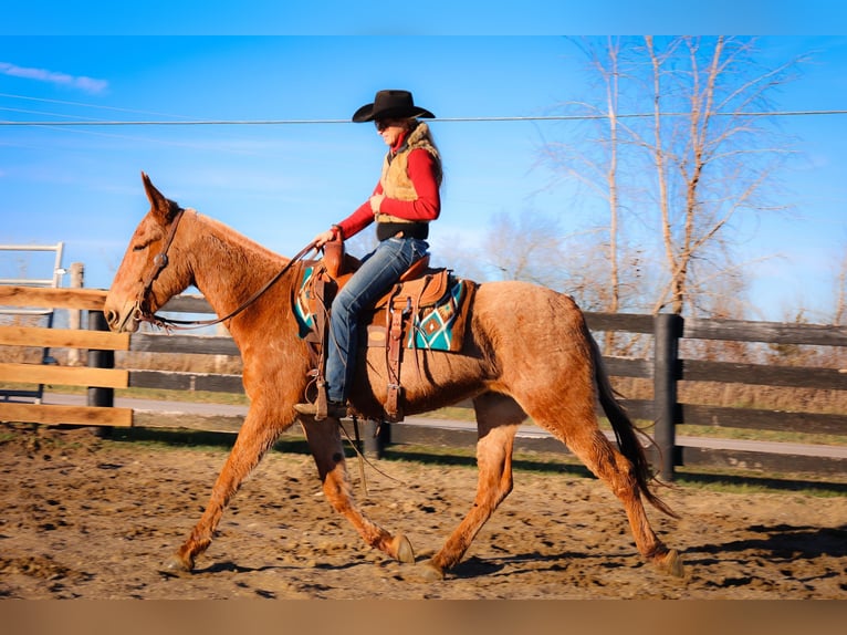 Maultier Wallach 6 Jahre Palomino in flemmingsburg Ky