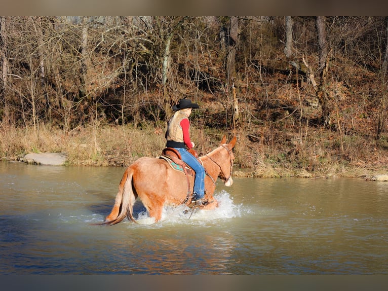 Maultier Wallach 6 Jahre Palomino in flemmingsburg Ky