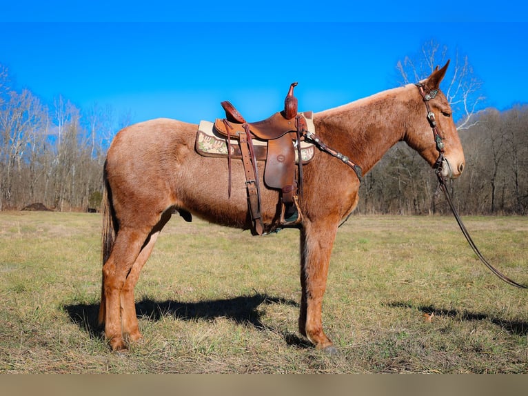 Maultier Wallach 6 Jahre Palomino in flemmingsburg Ky