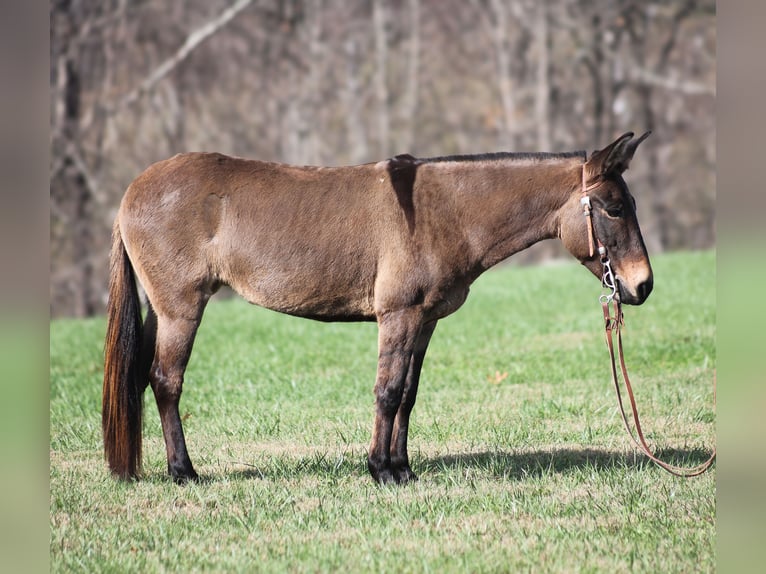 Maultier Wallach 7 Jahre 132 cm Grullo in Mount Vernon