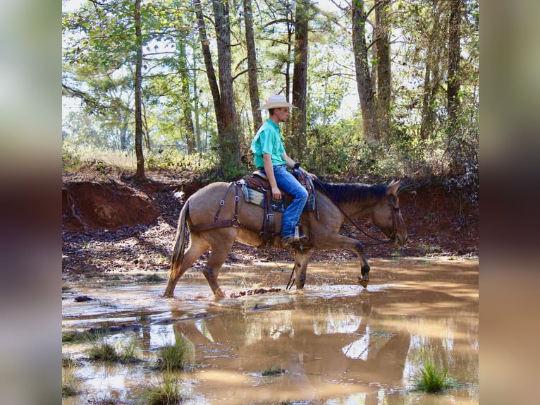 Maultier Wallach 7 Jahre 147 cm Falbe in Huntsville, TX