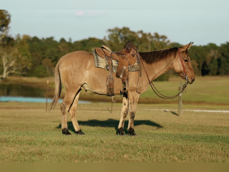 Maultier Wallach 7 Jahre 147 cm Falbe in Huntsville, TX