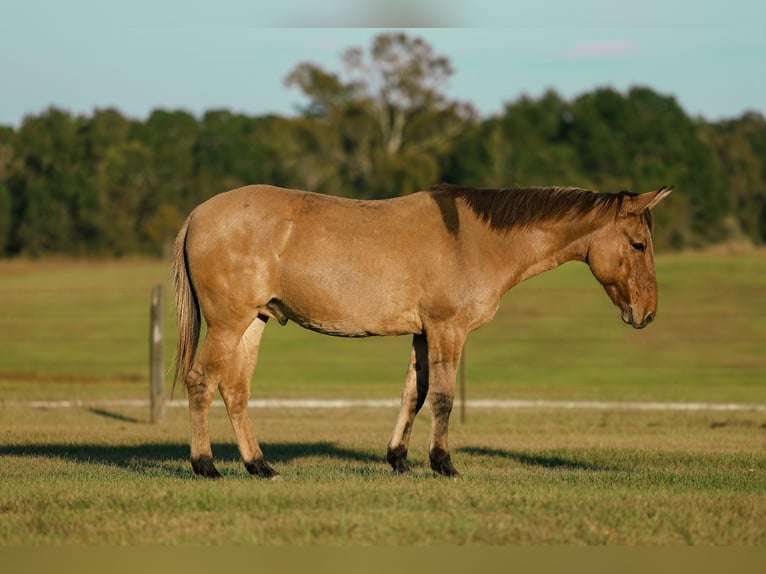 Maultier Wallach 7 Jahre 147 cm Falbe in Huntsville, TX