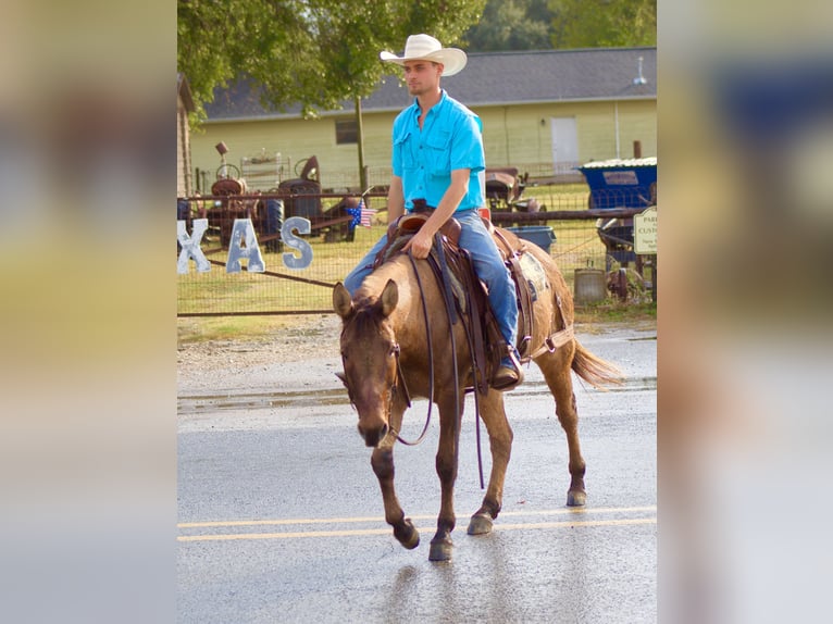 Maultier Wallach 7 Jahre 147 cm Falbe in Huntsville, TX