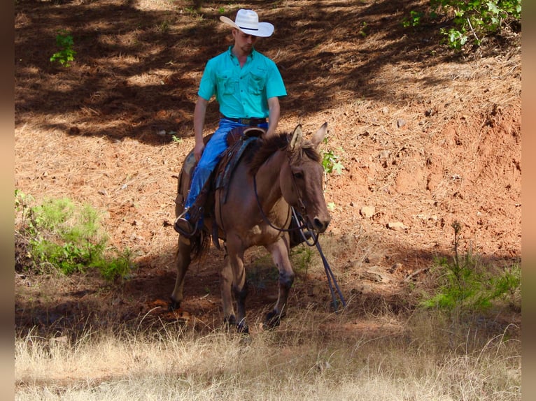 Maultier Wallach 7 Jahre 147 cm Falbe in Huntsville, TX