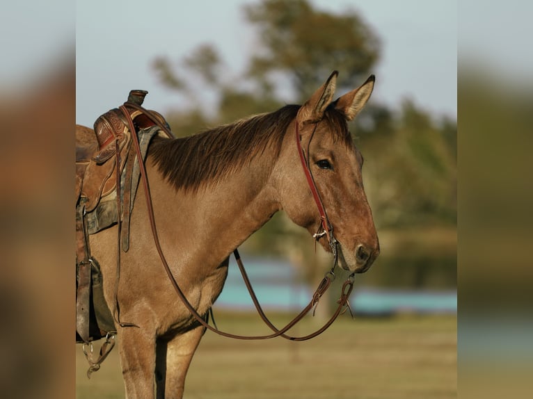 Maultier Wallach 7 Jahre 147 cm Falbe in Huntsville, TX