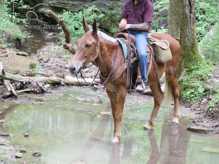 Maultier Wallach 7 Jahre 163 cm Rotfuchs in Gerald, MO