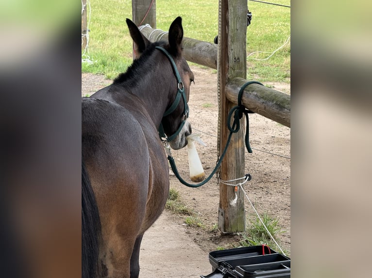 Maultier Wallach 8 Jahre 105 cm Brauner in Hamburg Kirchwerder