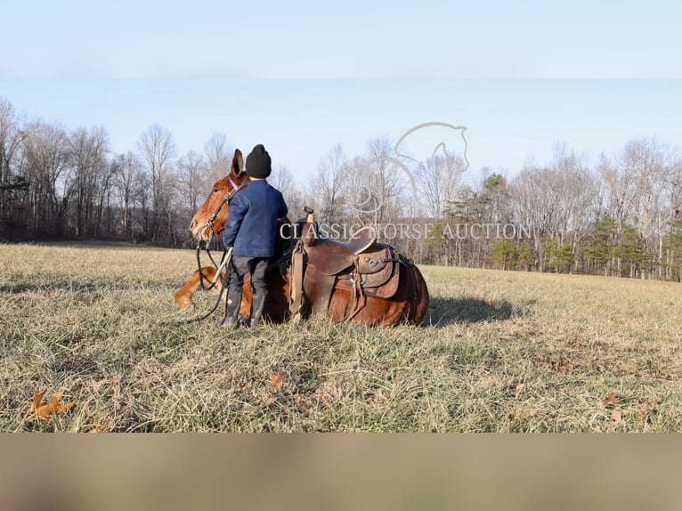 Maultier Wallach 8 Jahre 132 cm Rotfuchs in Whitley City, KY