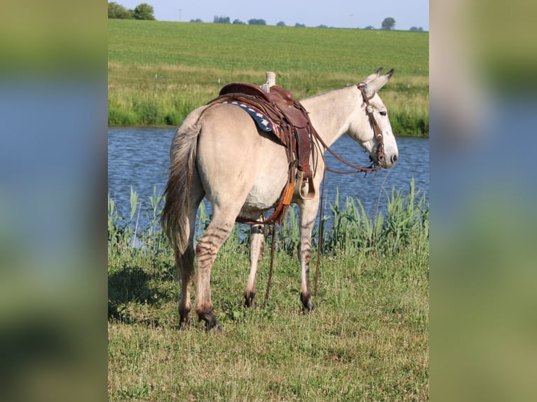 Maultier Wallach 8 Jahre 147 cm Falbe in Charleston IL