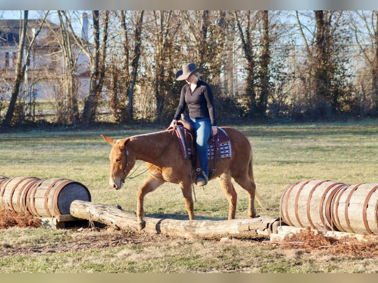 Maultier Wallach 8 Jahre 150 cm Palomino in Brooksville KY