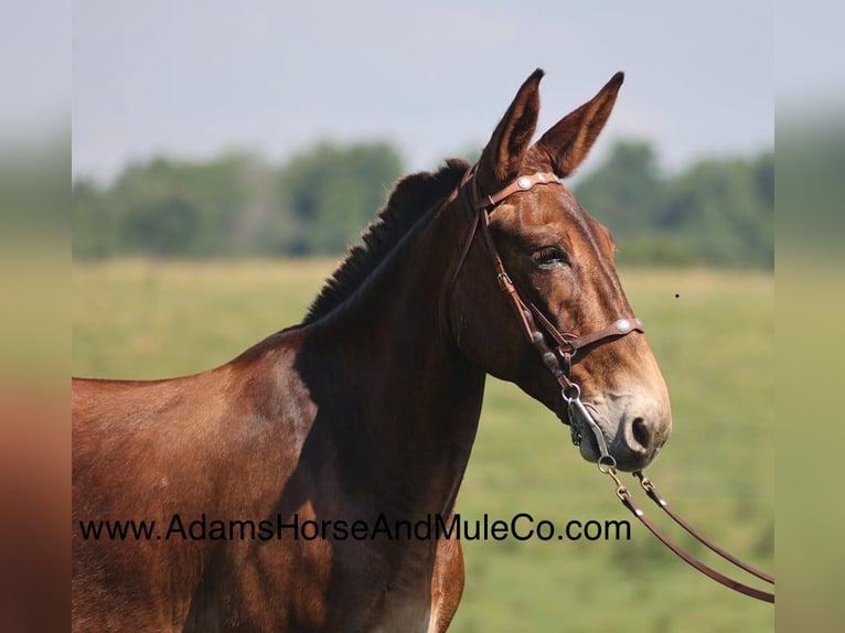 Maultier Wallach 8 Jahre 157 cm Rotbrauner in Mount Vernon