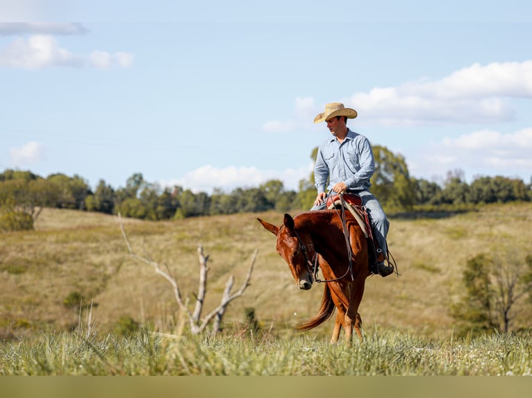 Maultier Wallach 8 Jahre 157 cm Rotfuchs in Somerset KY