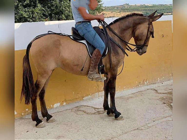 Maultier Wallach 8 Jahre 158 cm Falbe in Jerez de la Frontera