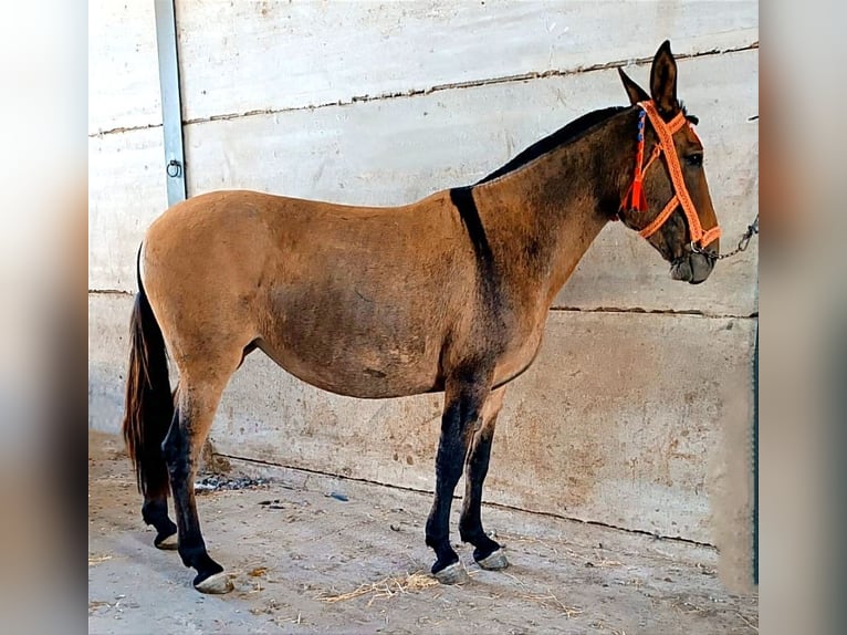 Maultier Wallach 8 Jahre 158 cm Falbe in Jerez de la Frontera