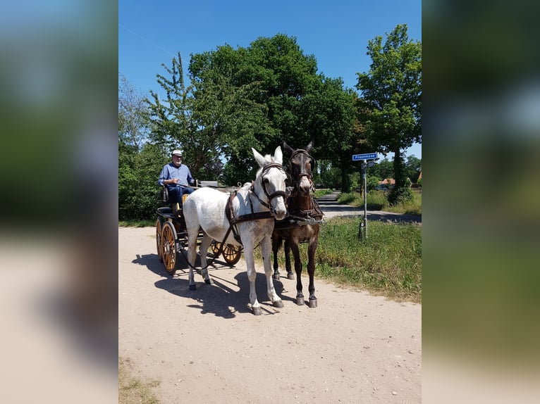 Maultier Wallach 8 Jahre 160 cm Dunkelbrauner in Aalten